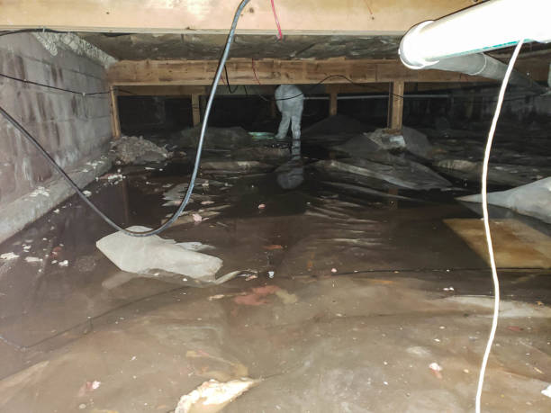 Best Flood Cleanup and Water Removal in Camp Barrett, VA